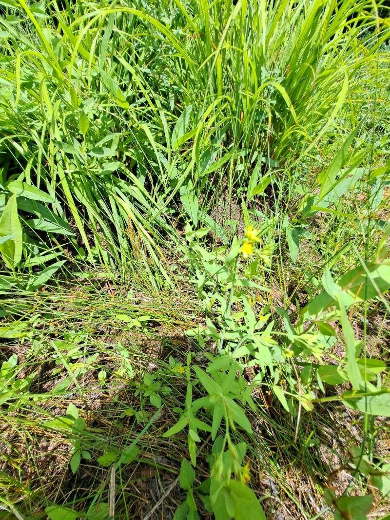 Hypericum majus flower