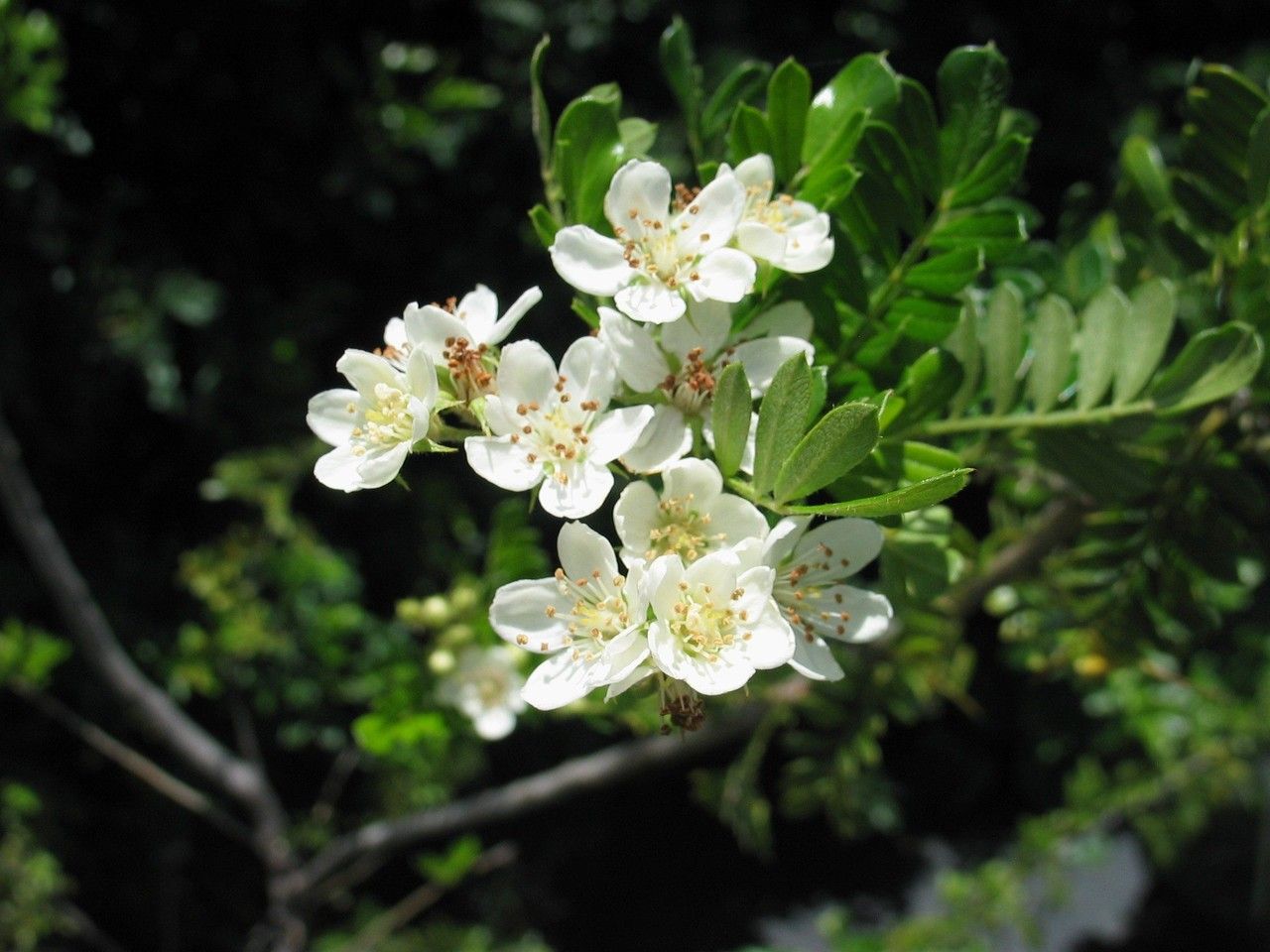 Osteomeles anthyllidifolia flower