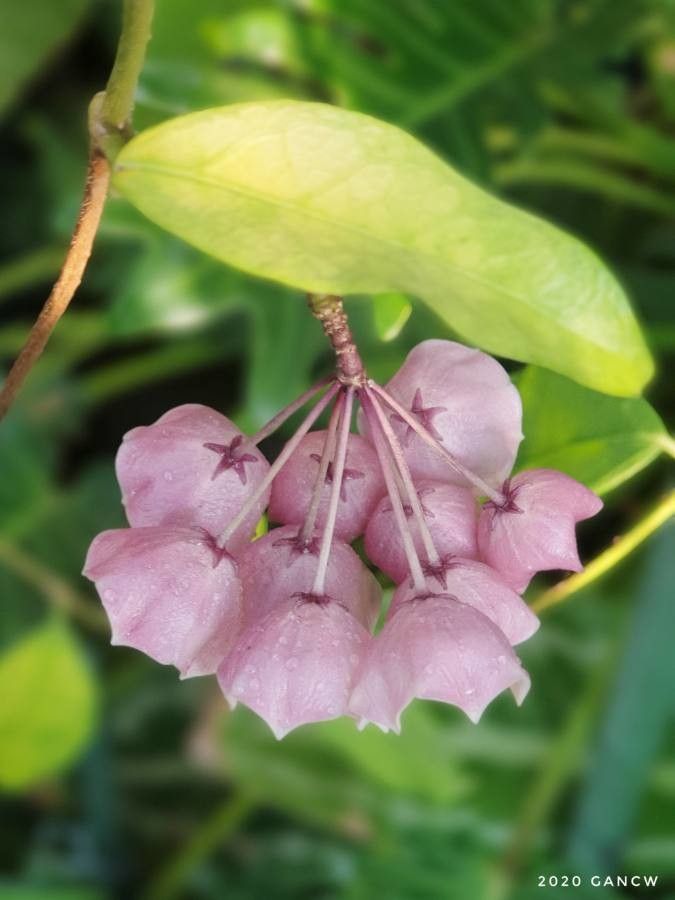 Hoya campanulata flower