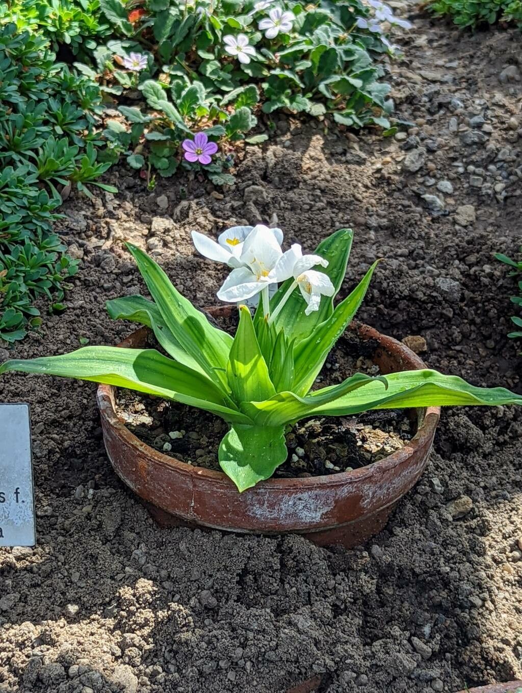 Weldenia candida habit