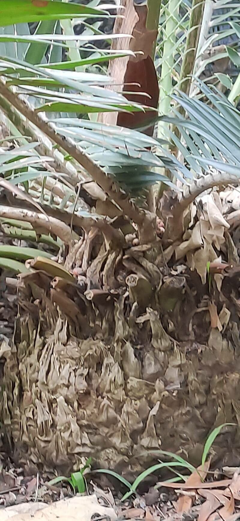 Encephalartos manikensis bark