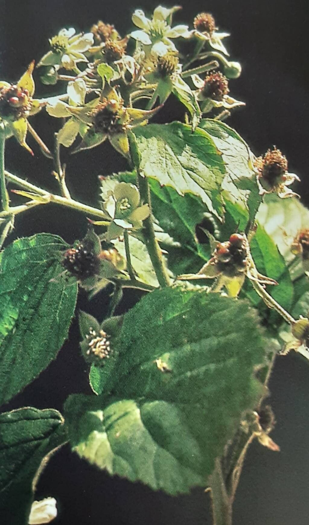 Rubus pervirescens — houseplant care guide