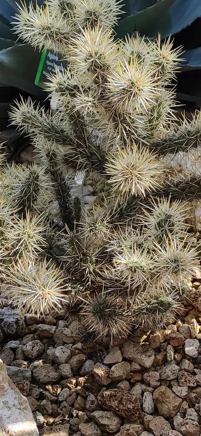 Cylindropuntia echinocarpa habit