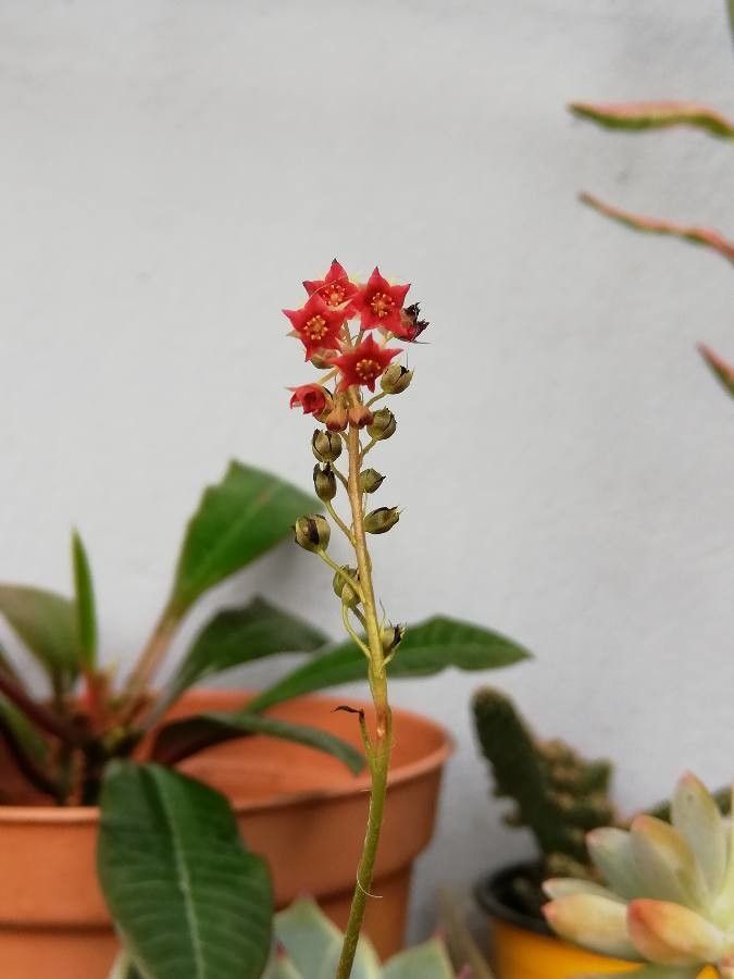 Drosera adelae flower