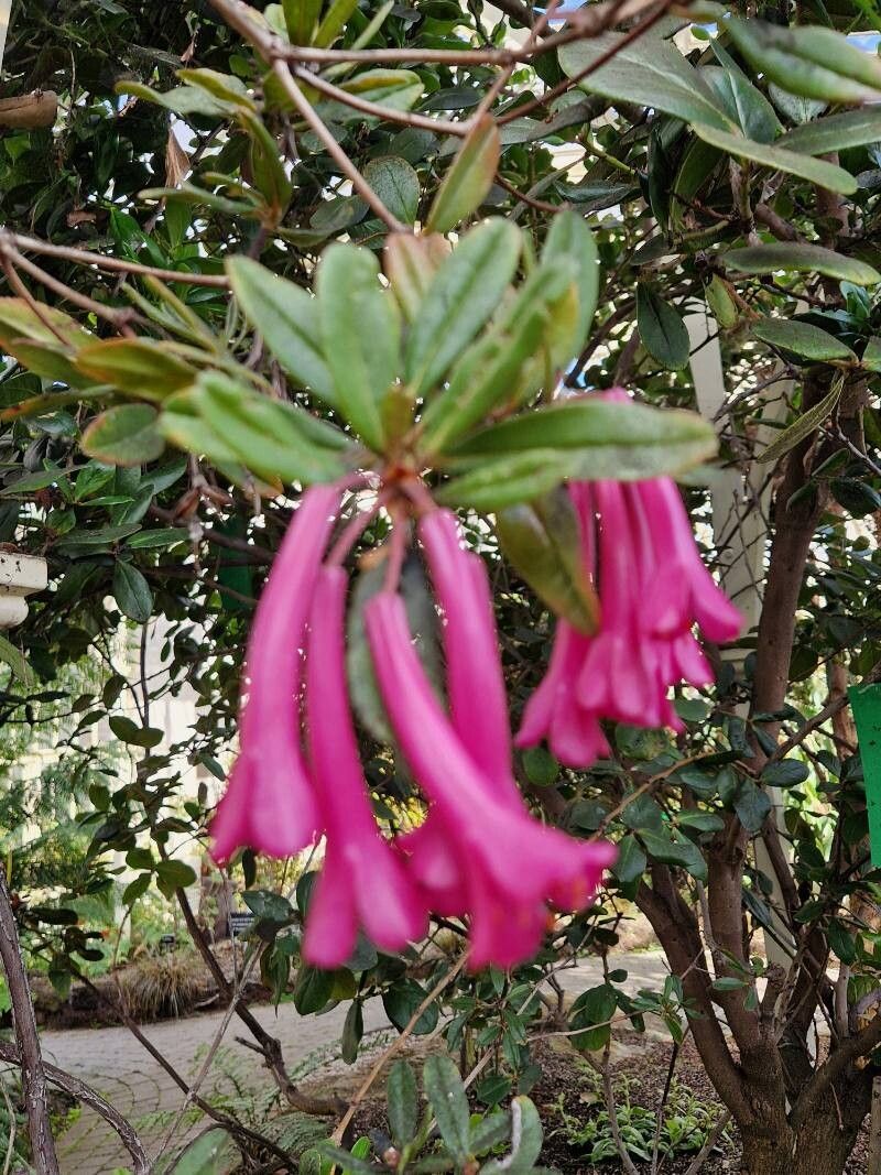 Rhododendron praetervisum flower