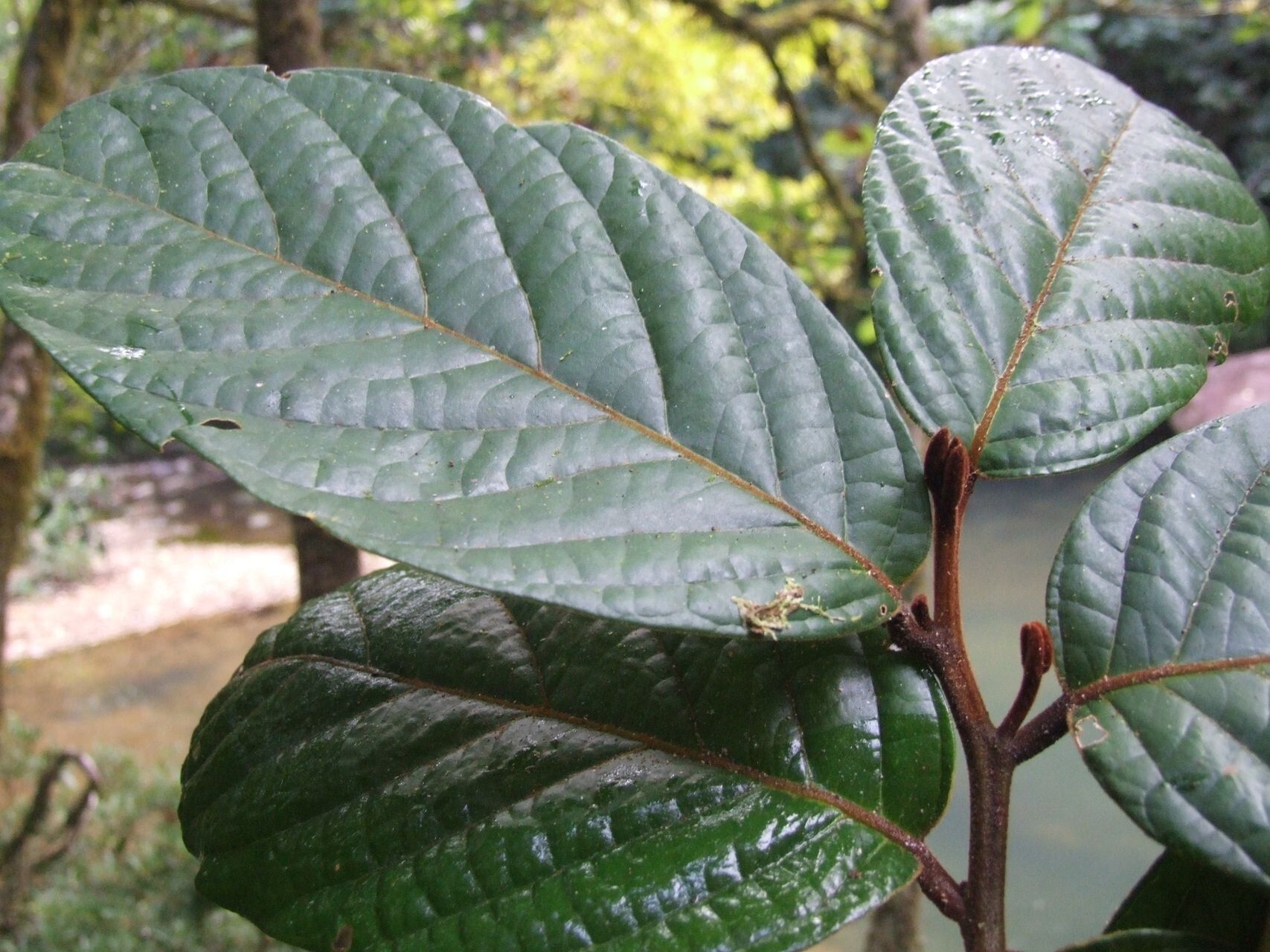 Cryptocarya barrabeae leaf