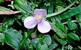 Tripogandra diuretica flower