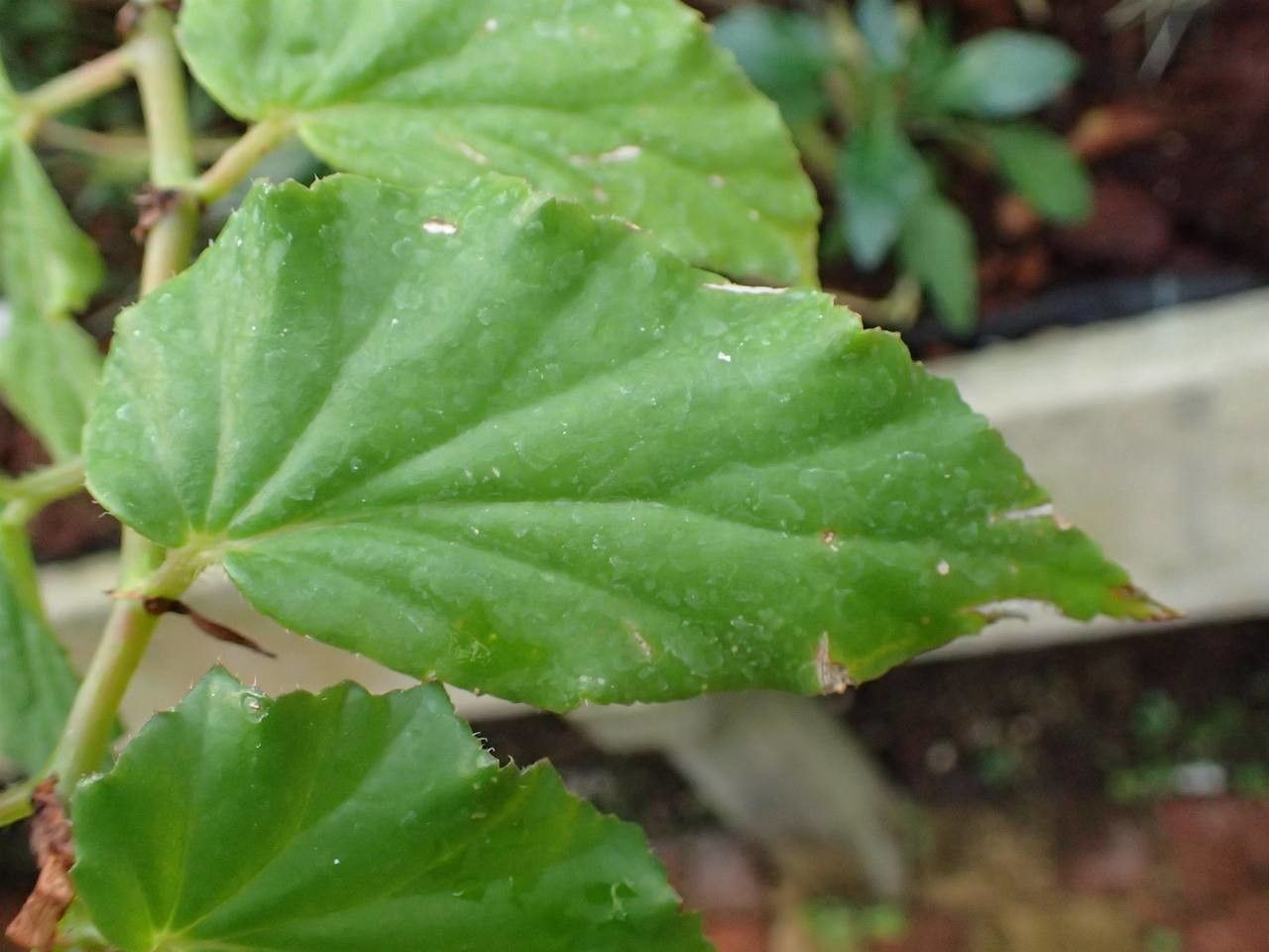 Begonia acutifolia — search result for 'Begoniaceae'