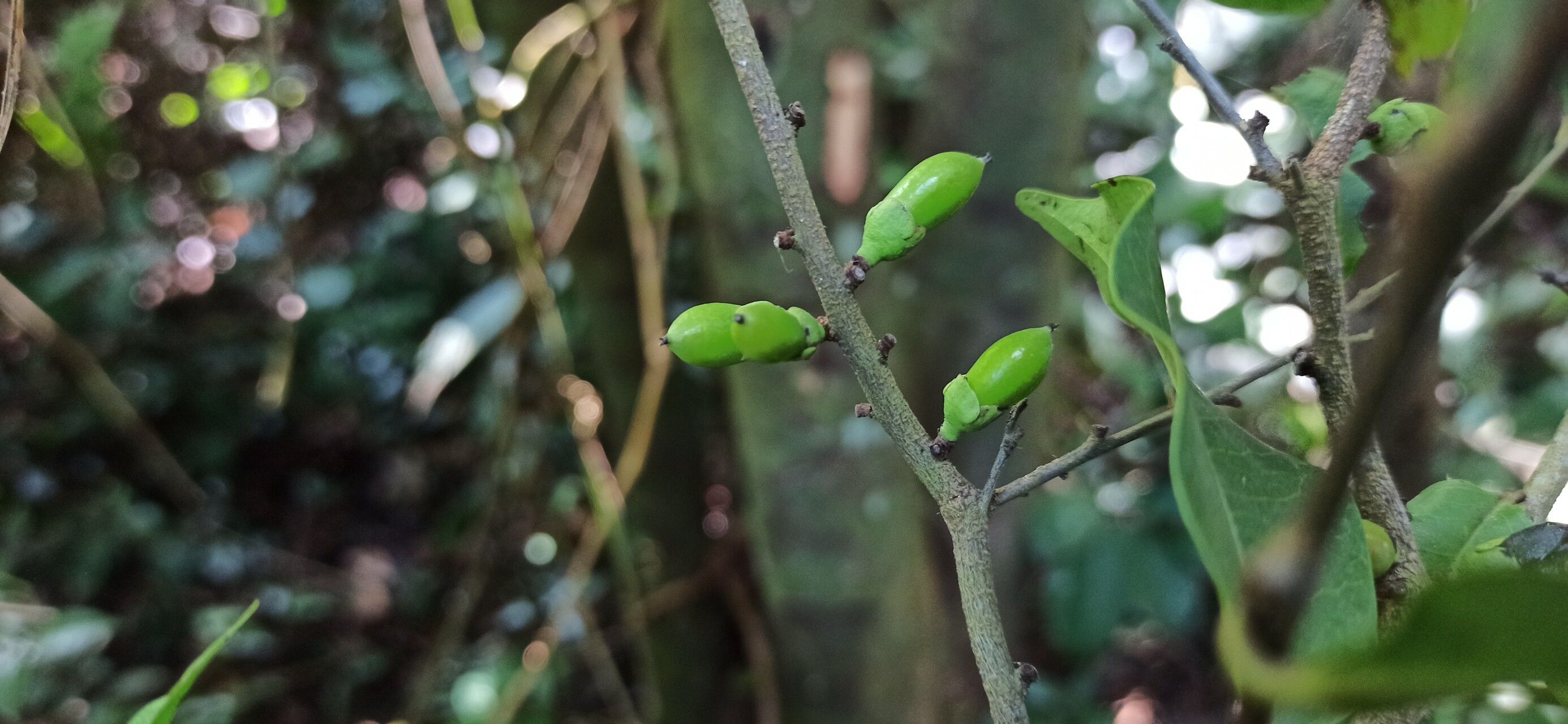 Diospyros ferrea fruit