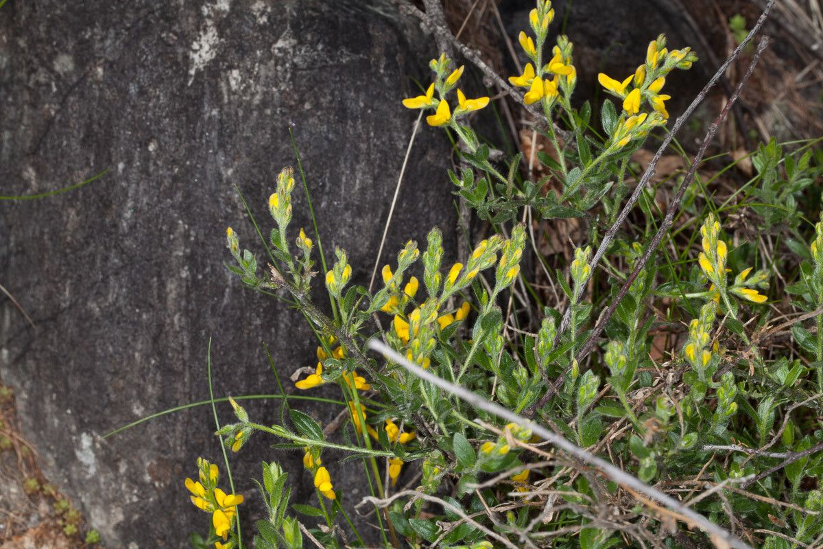 Genista germanica leaf