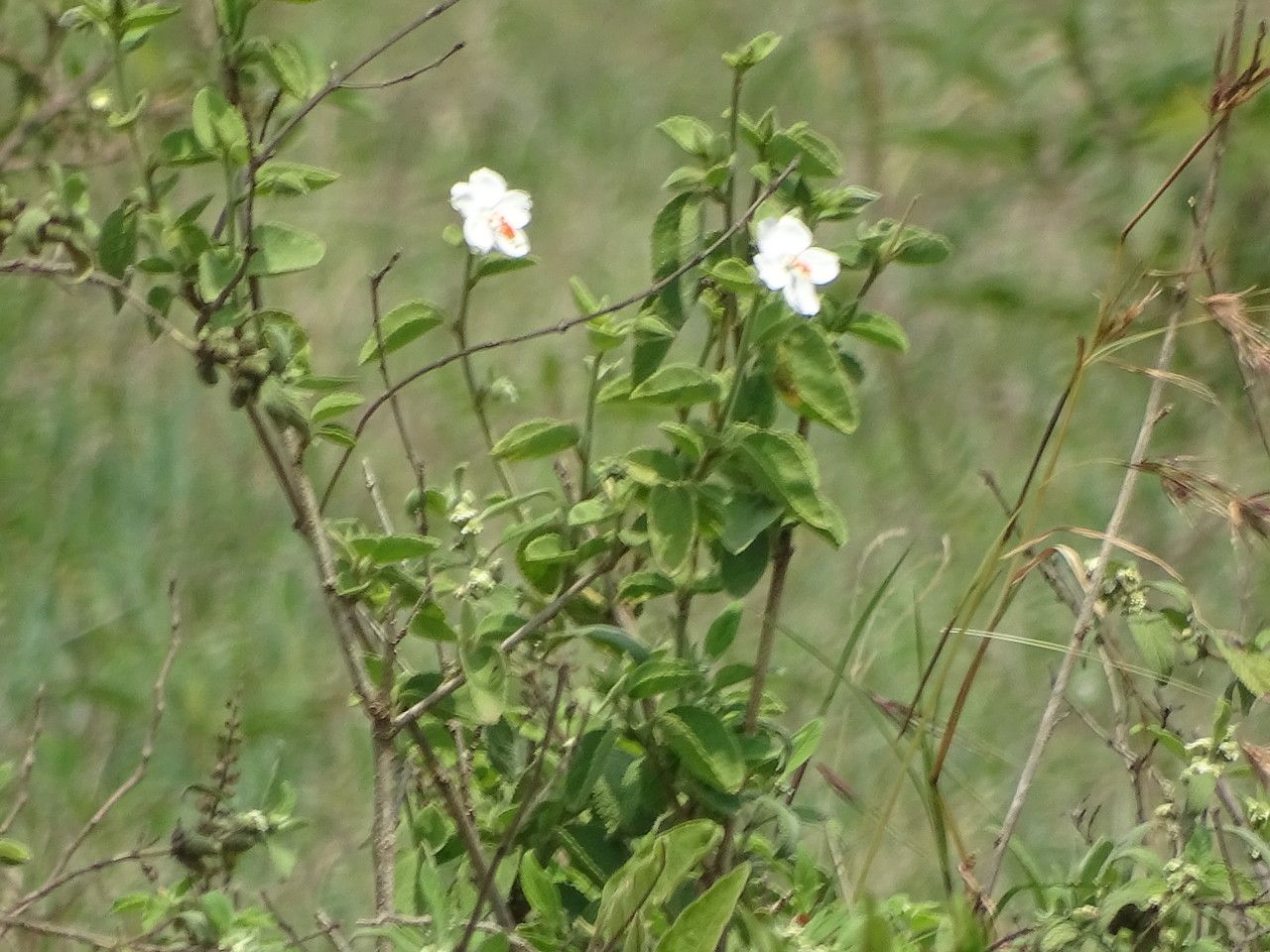 Hibiscus flavifolius flower
