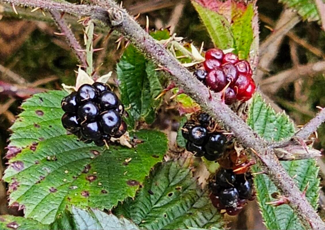 Rubus ferus fruit