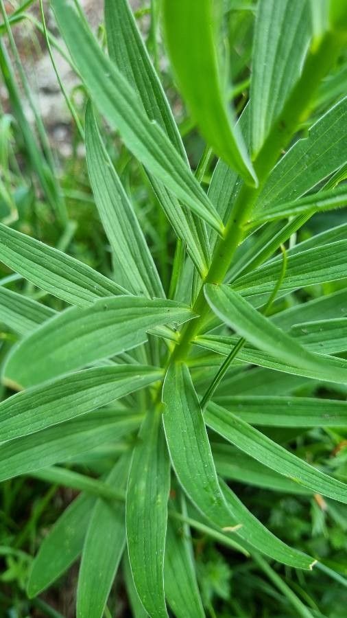 Lilium carniolicum leaf