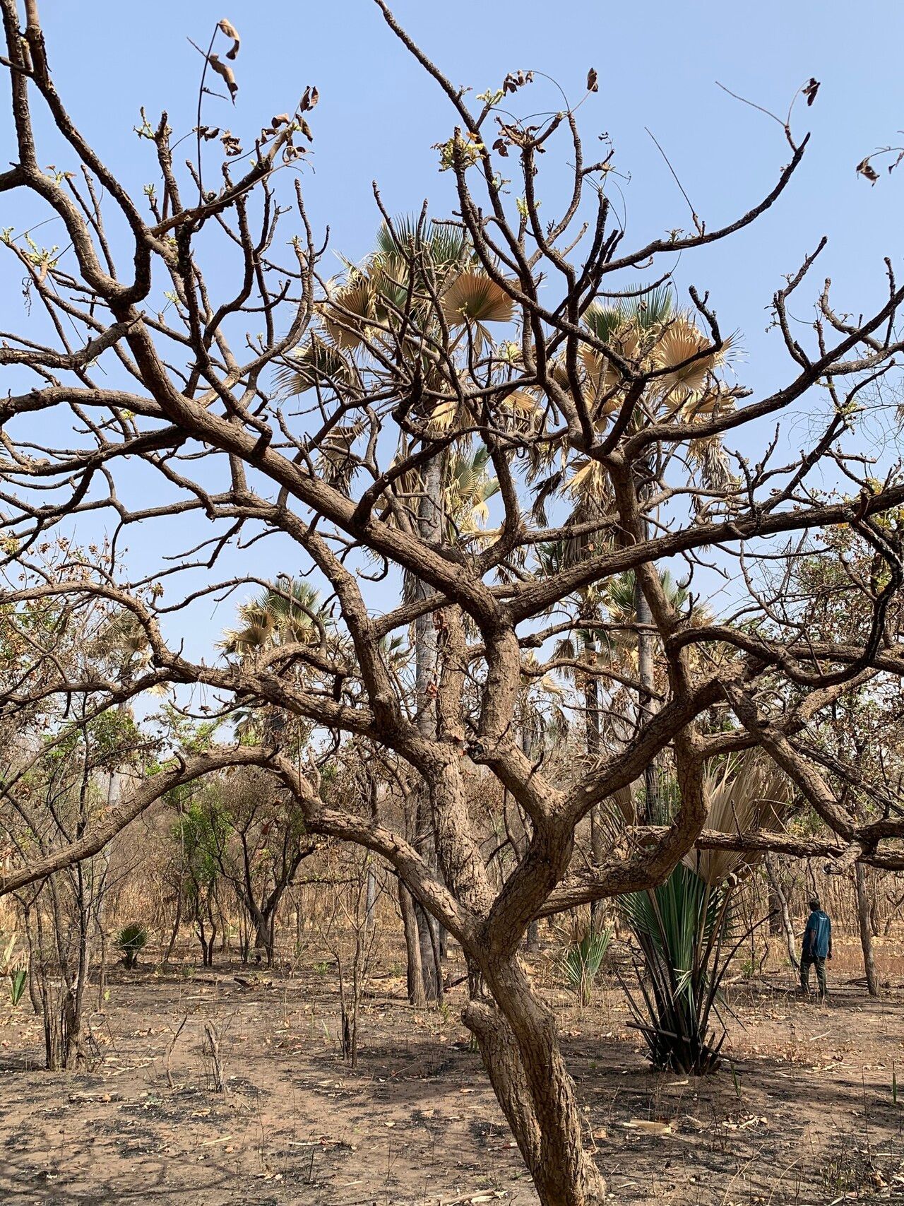 Lannea velutina habit