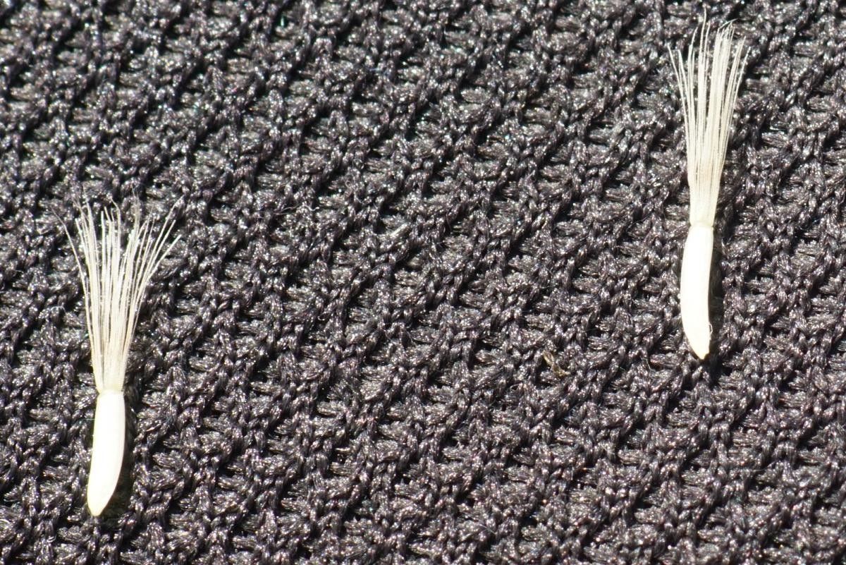 Hieracium cantalicum fruit