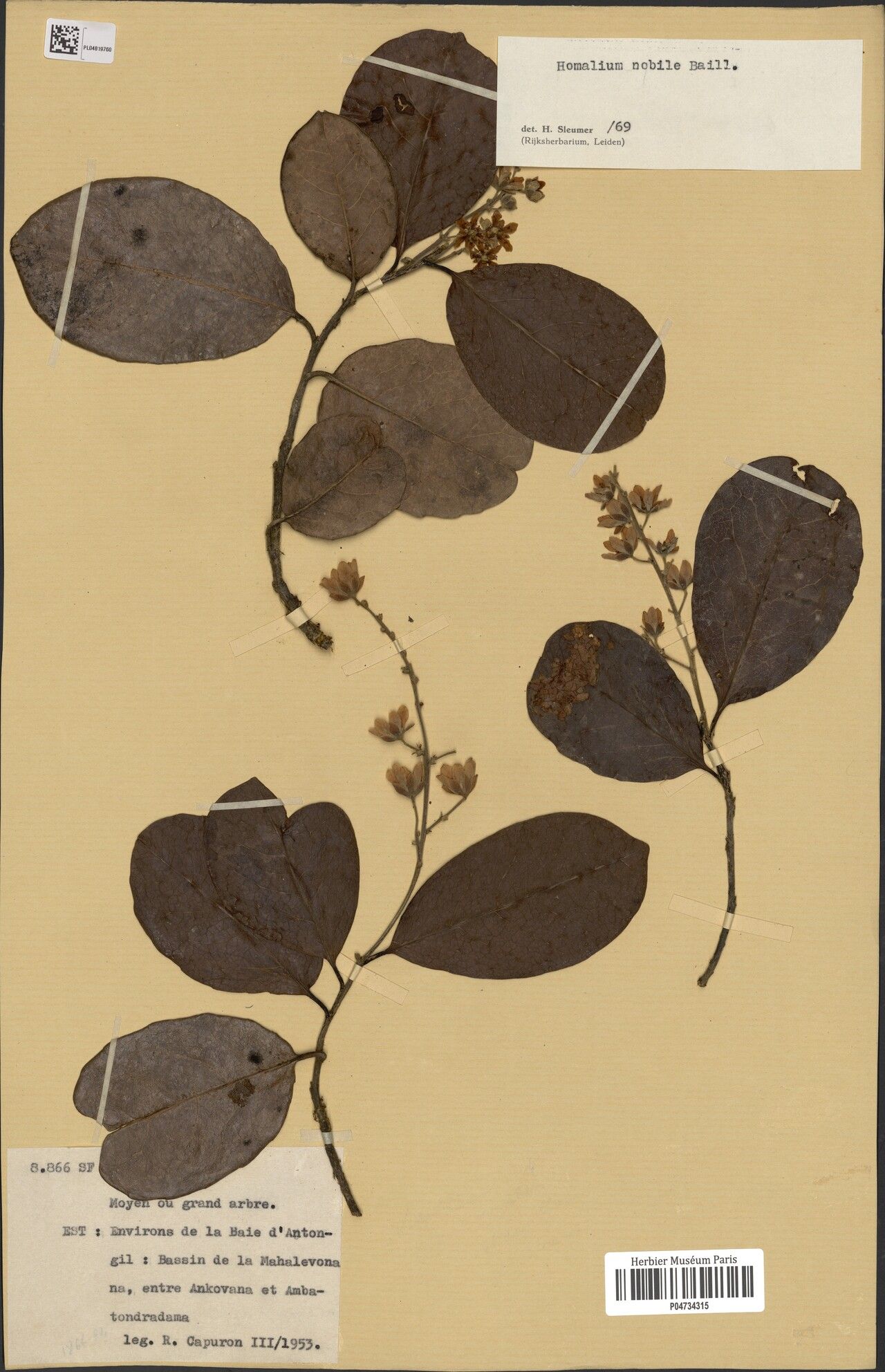 Homalium pseudoboinense — houseplant care guide