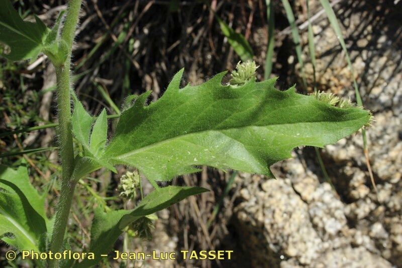 Hieracium hecatadenum — houseplant care guide