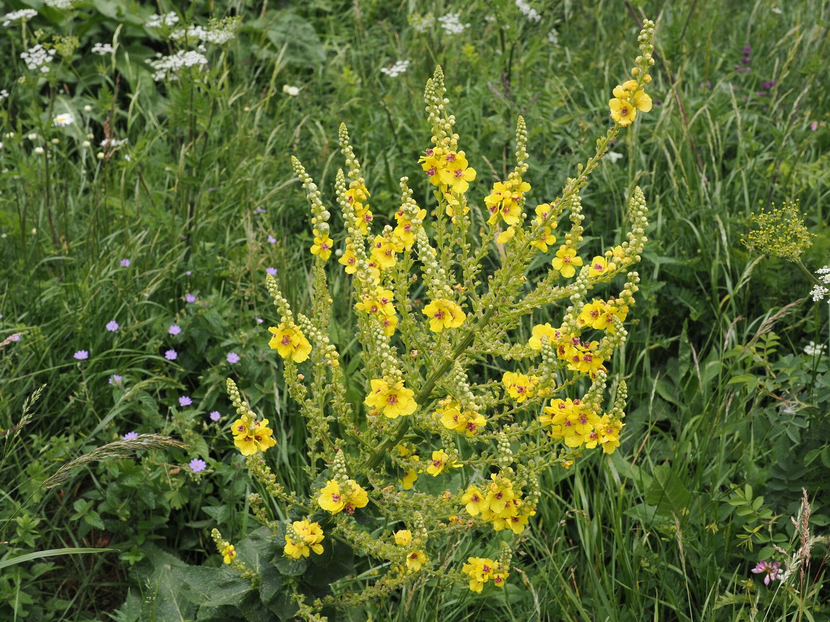 Verbascum pyramidatum — search result for 'Verbascum'