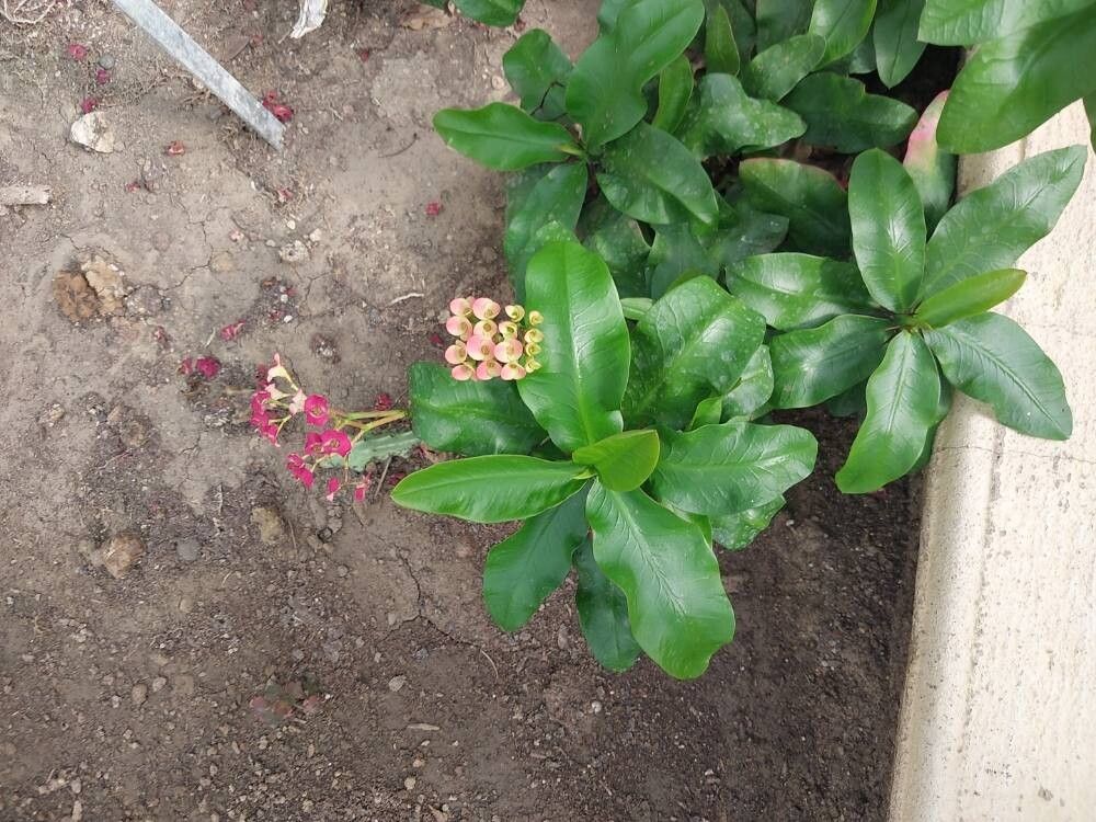 Euphorbia hislopii leaf