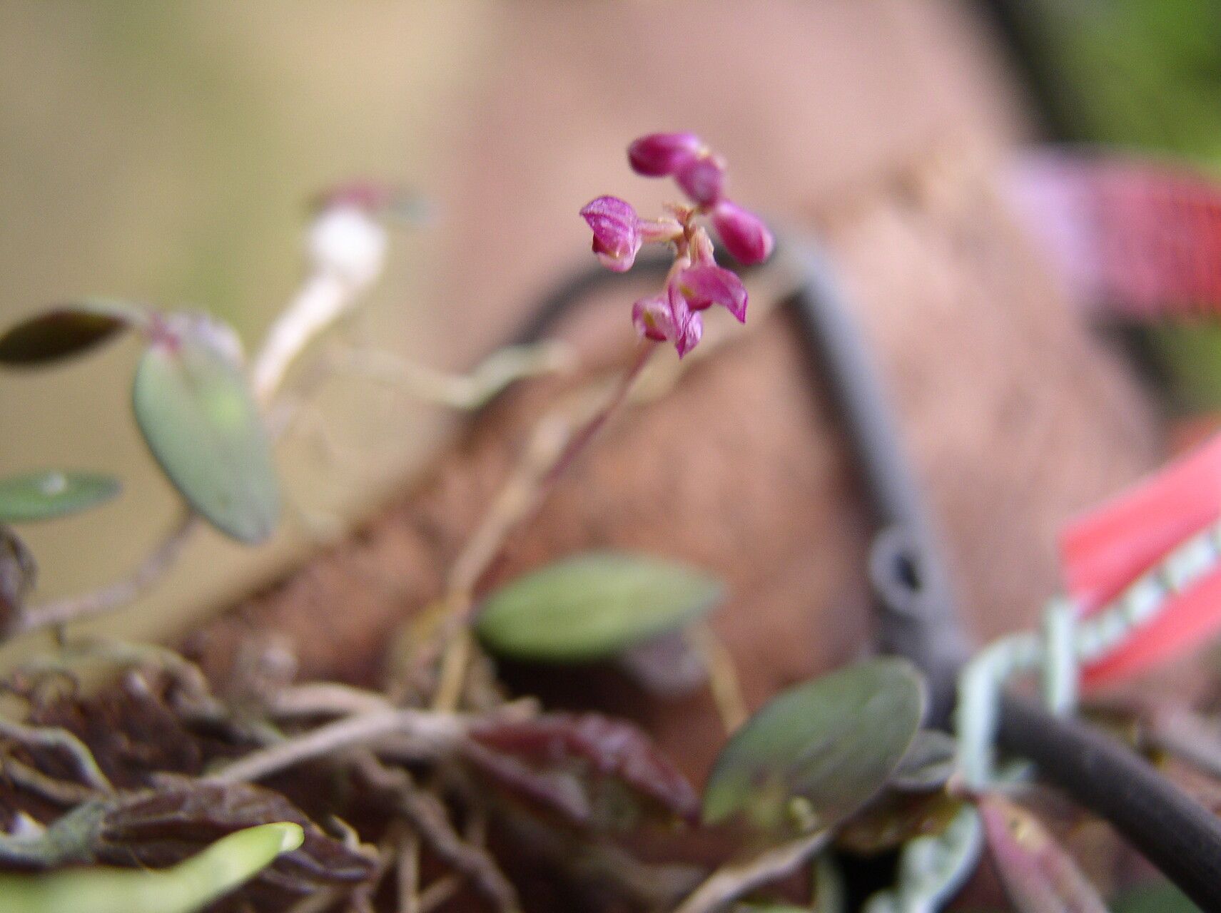Bulbophyllum sanfordii flower