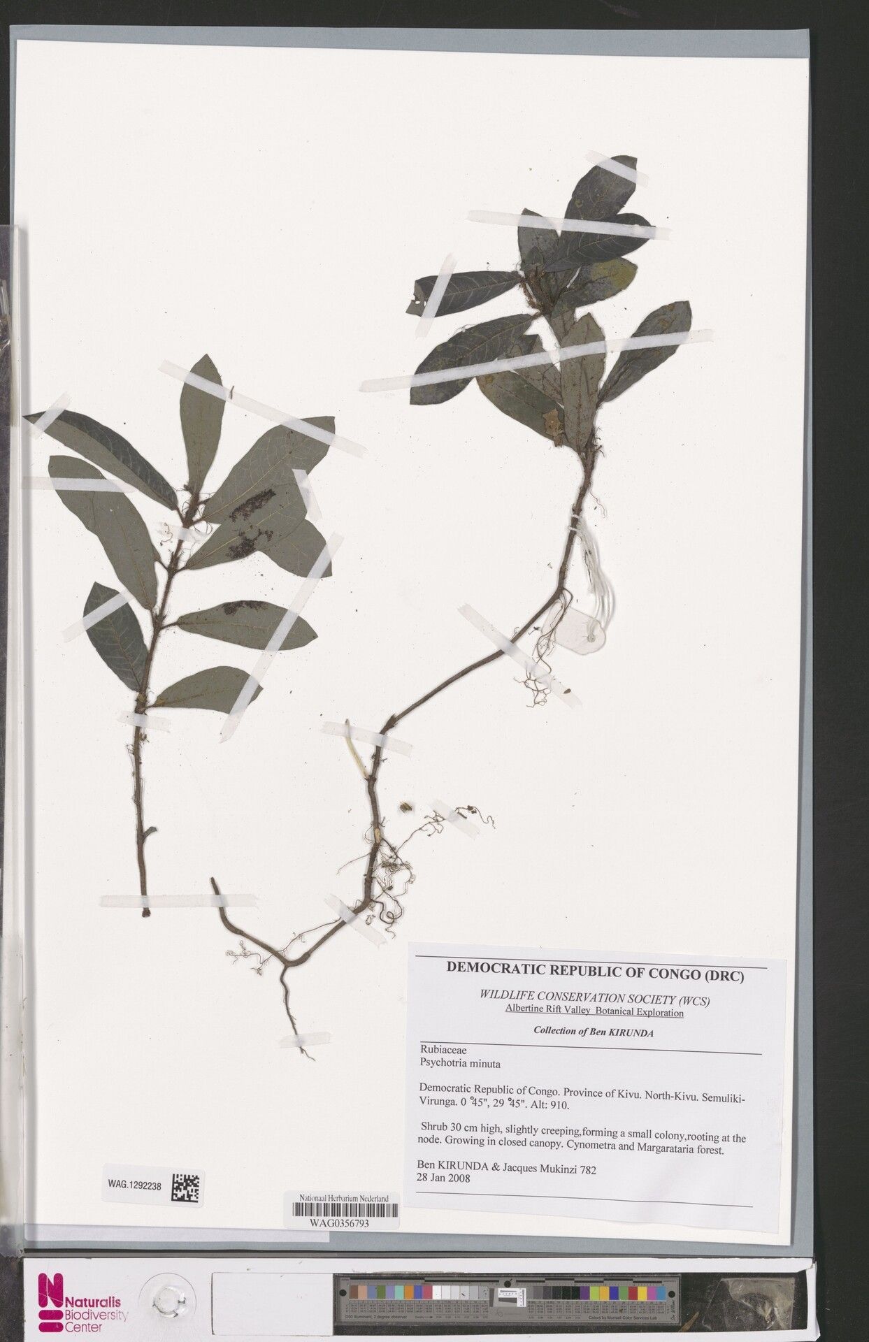 Psychotria minuta — houseplant care guide