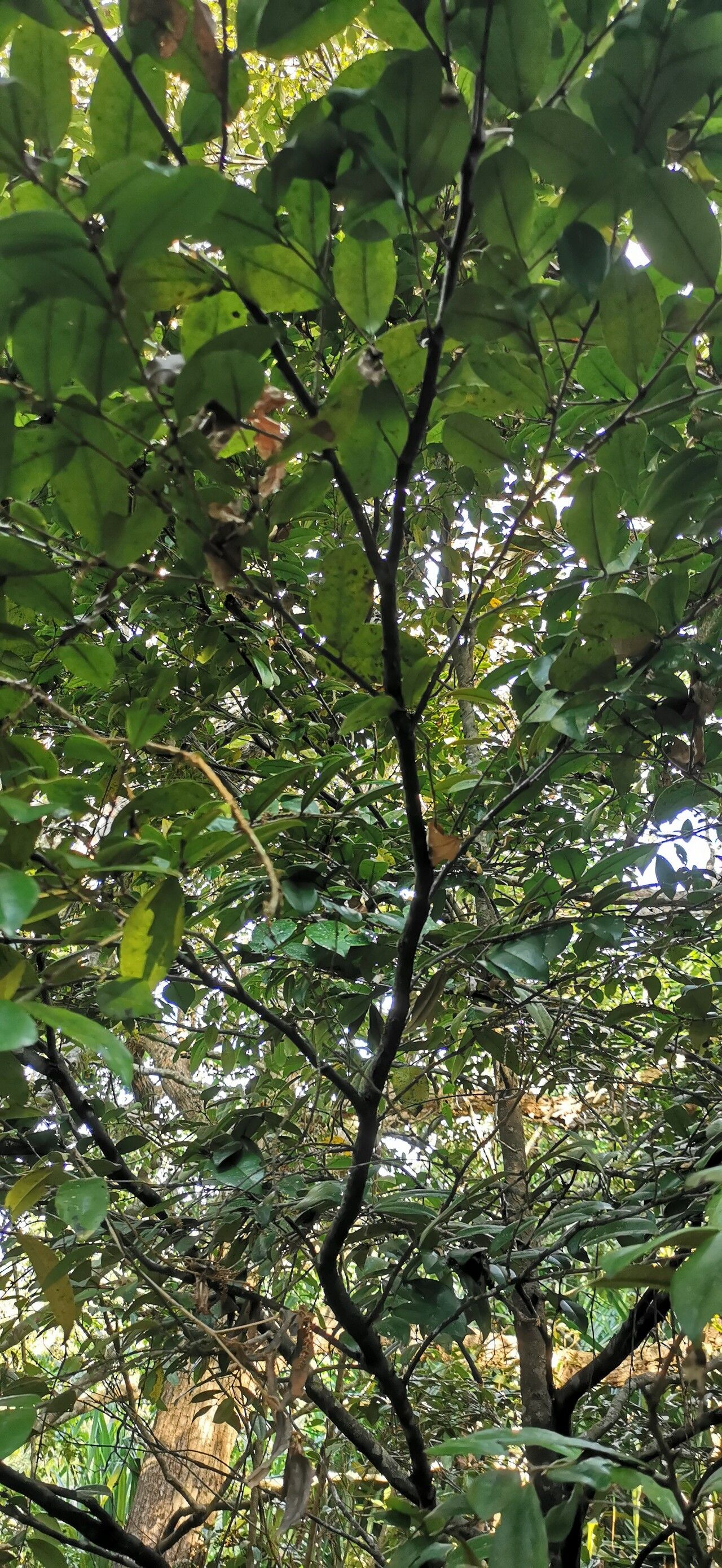 Diospyros laurina leaf