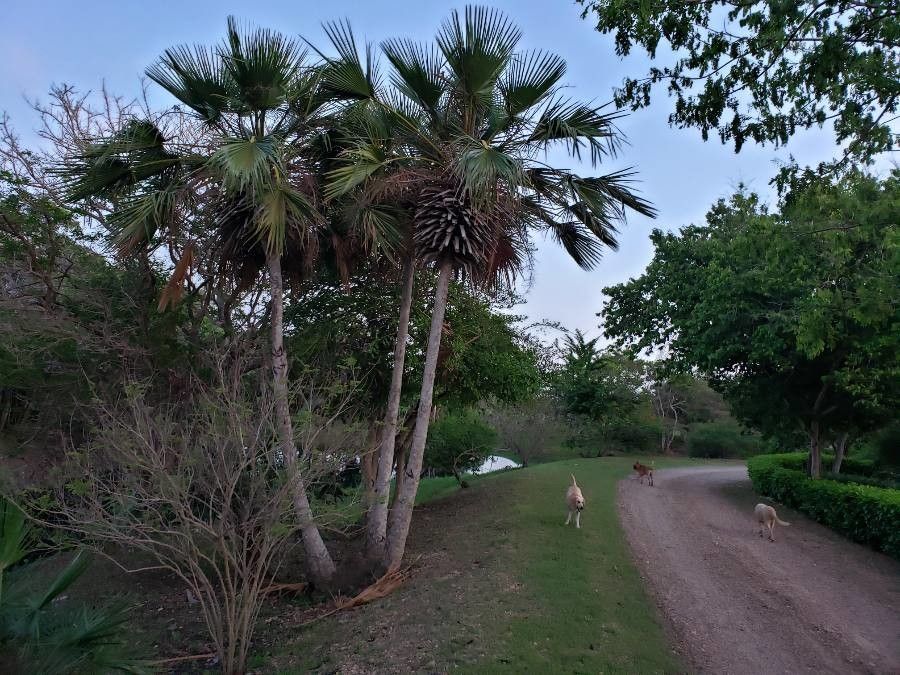 Copernicia tectorum leaf