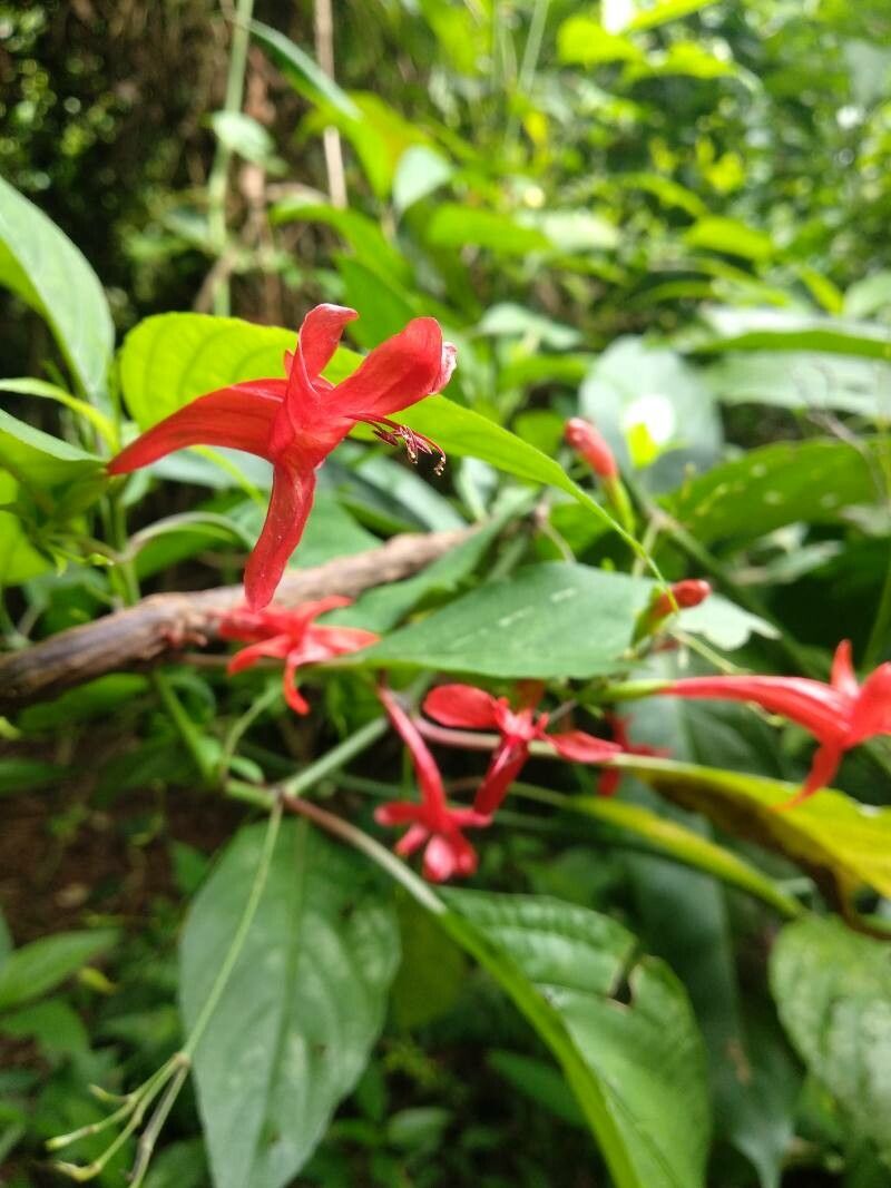 Anisacanthus secundus flower