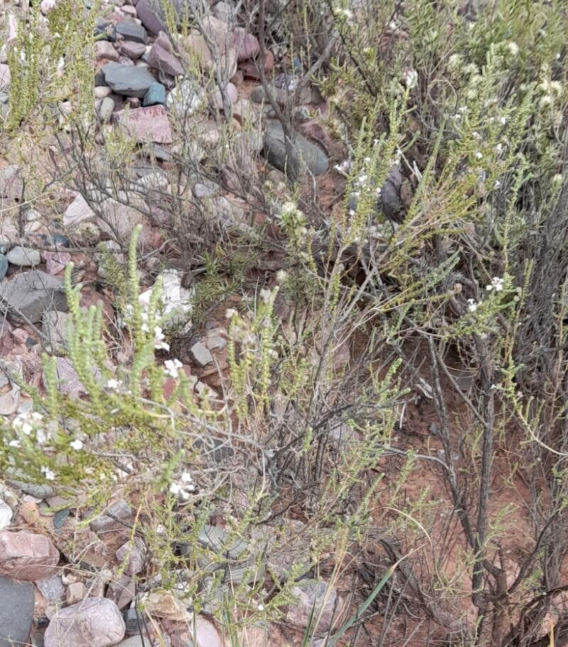 Aloysia salsoloides habit