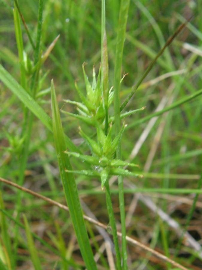 Carex michauxiana flower