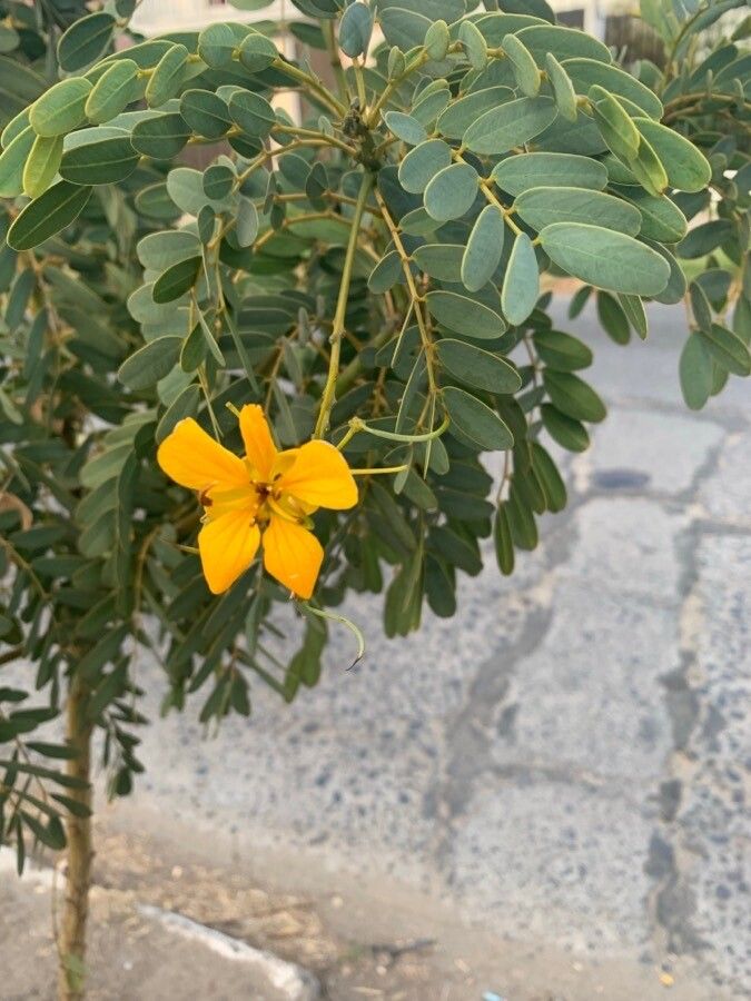 Senna candolleana leaf