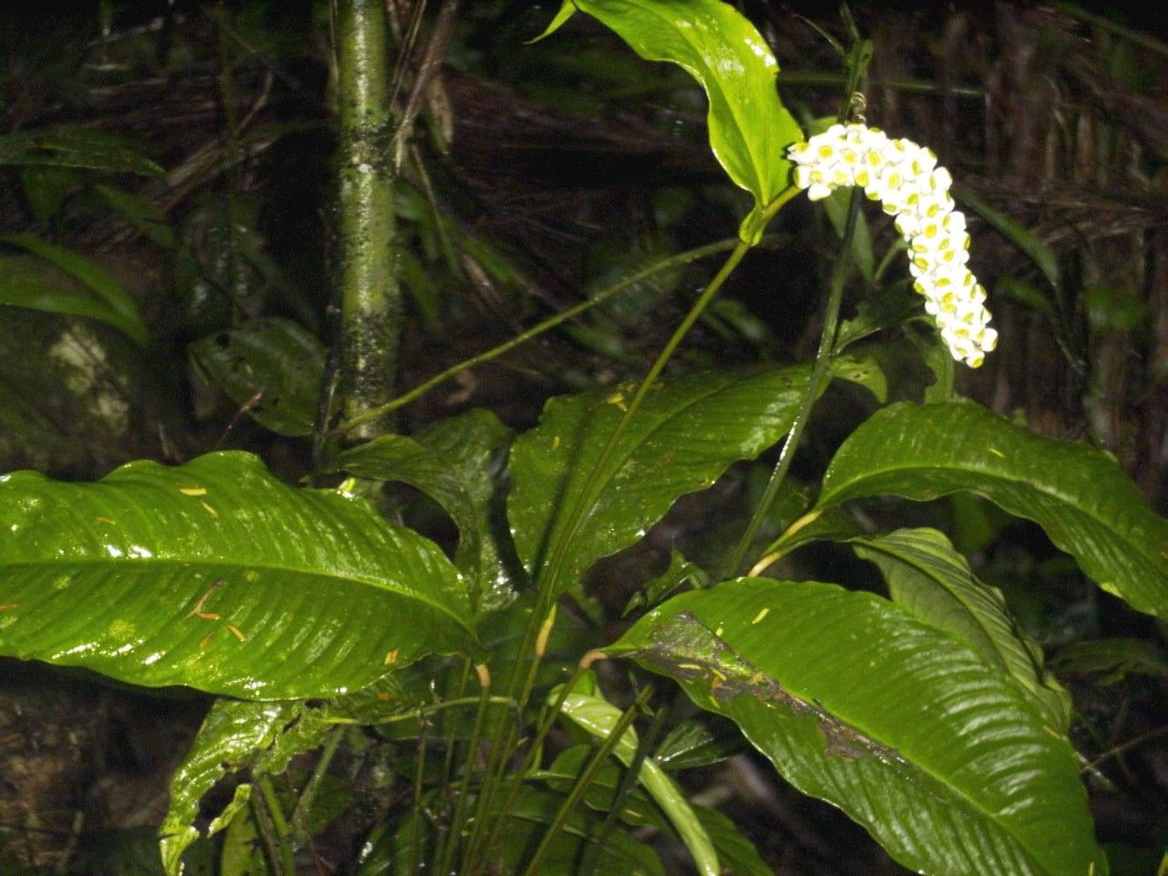 Spathiphyllum laeve other