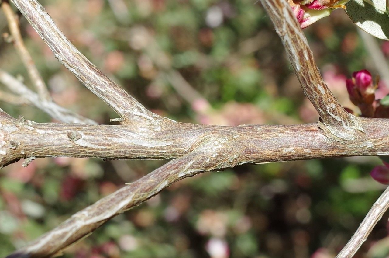 Rhododendron hemitrichotum bark