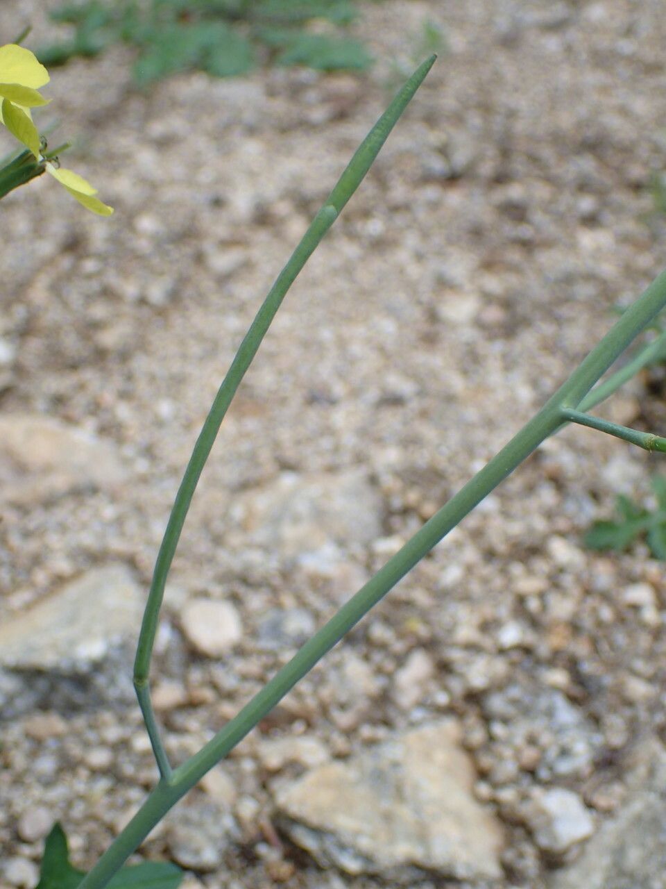 Coincya monensis fruit