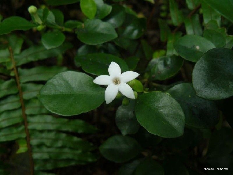 Psychotria nummularioides — houseplant care guide