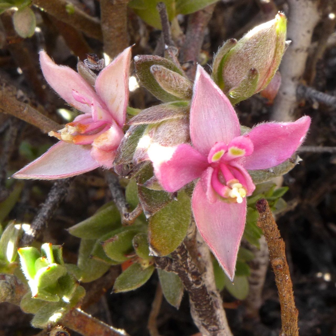 Krameria lappacea flower