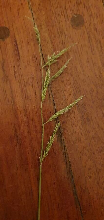 Eriochloa meyeriana flower