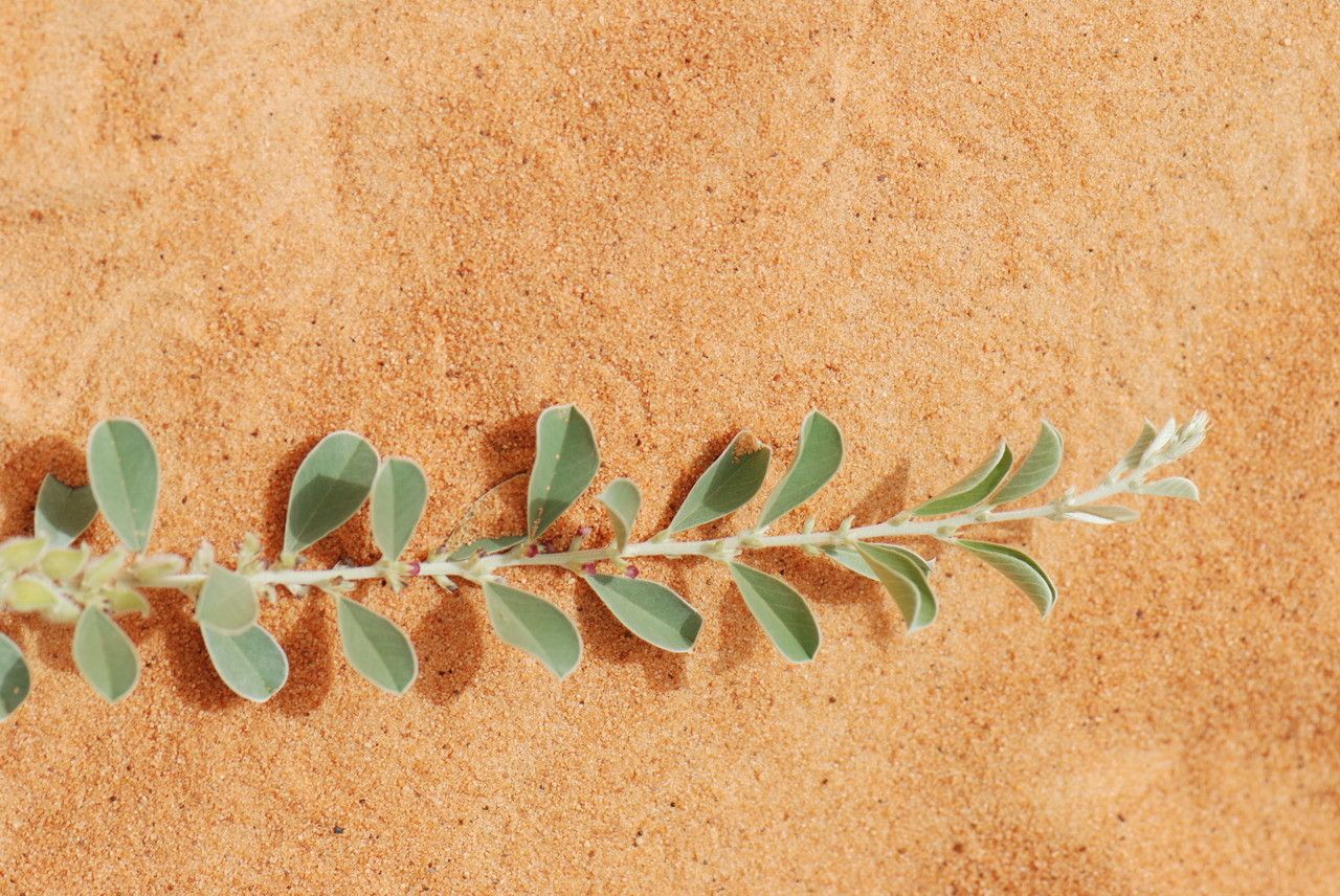 Indigofera diphylla — search result for 'Indigofera'