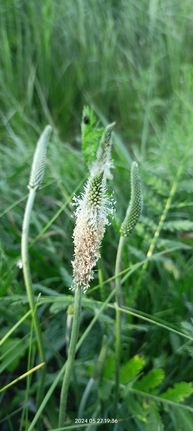 Plantago urvillei flower