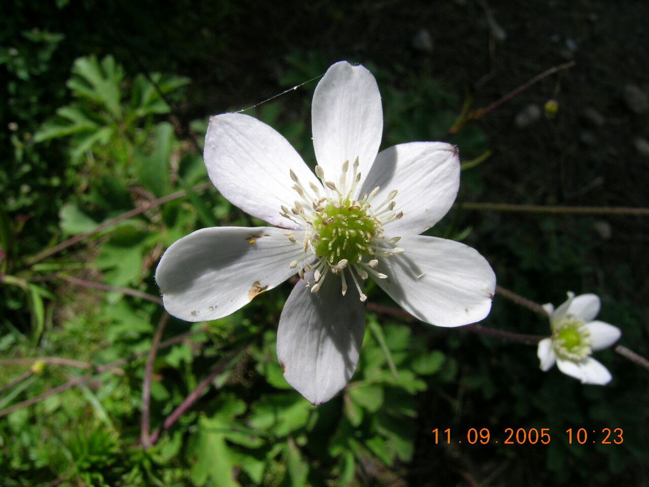 Anemonastrum elongatum flower