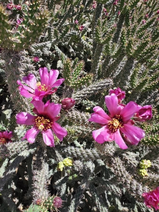 Cylindropuntia imbricata flower