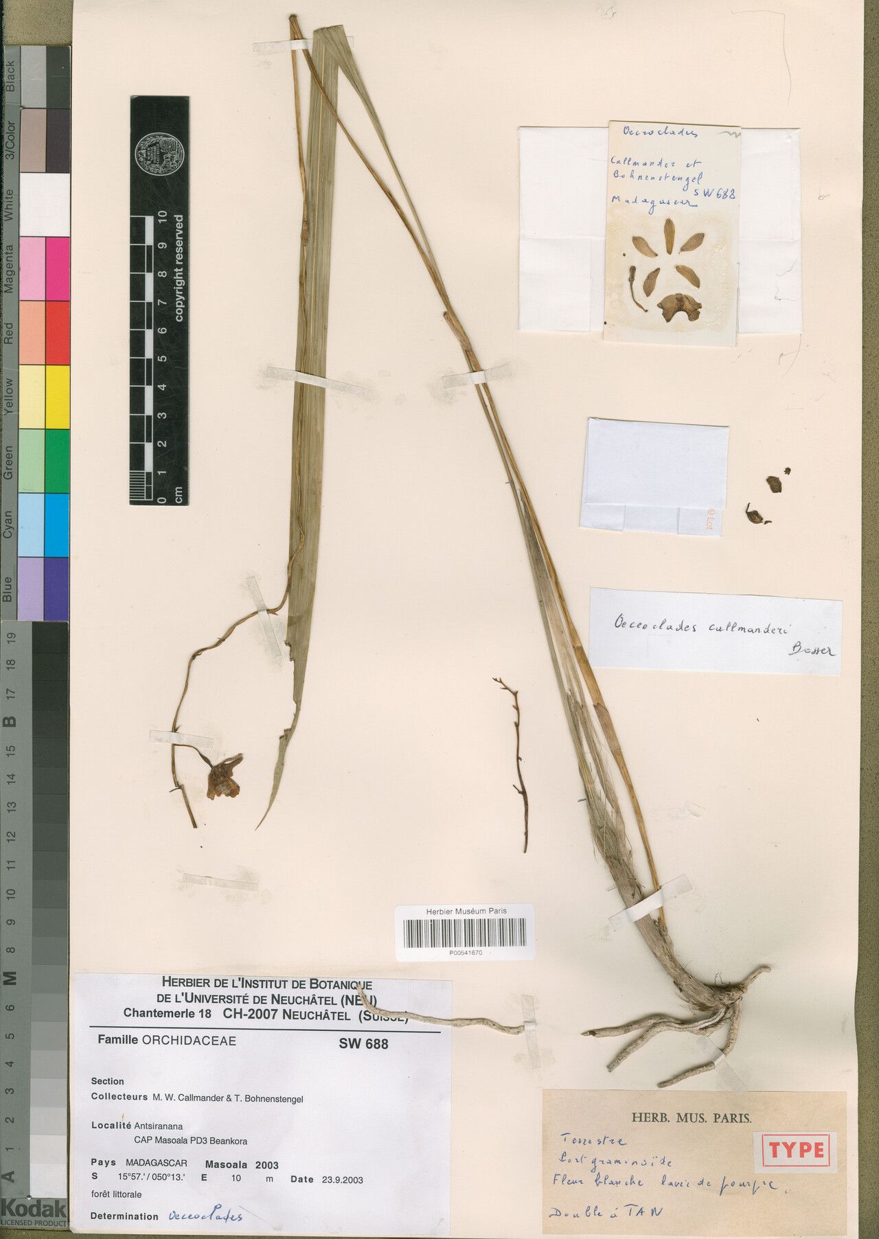 Eulophia callmanderi — houseplant care guide