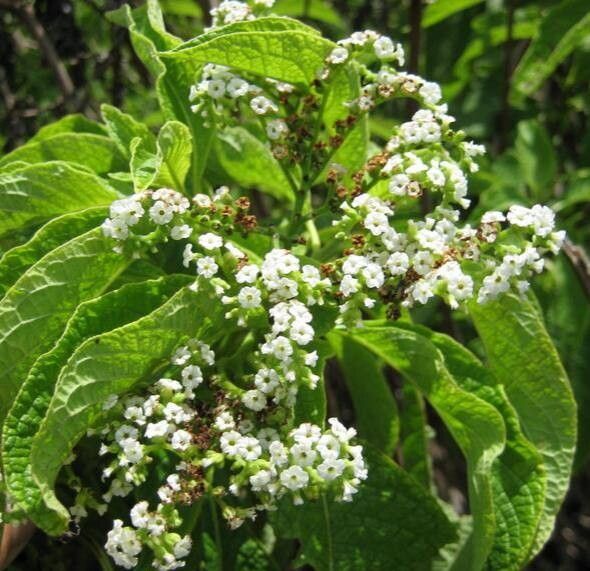 Tournefortia rufosericea — search result for 'Tournefortia'