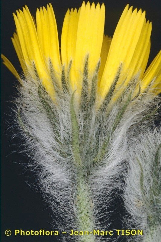 Hieracium monregalense flower