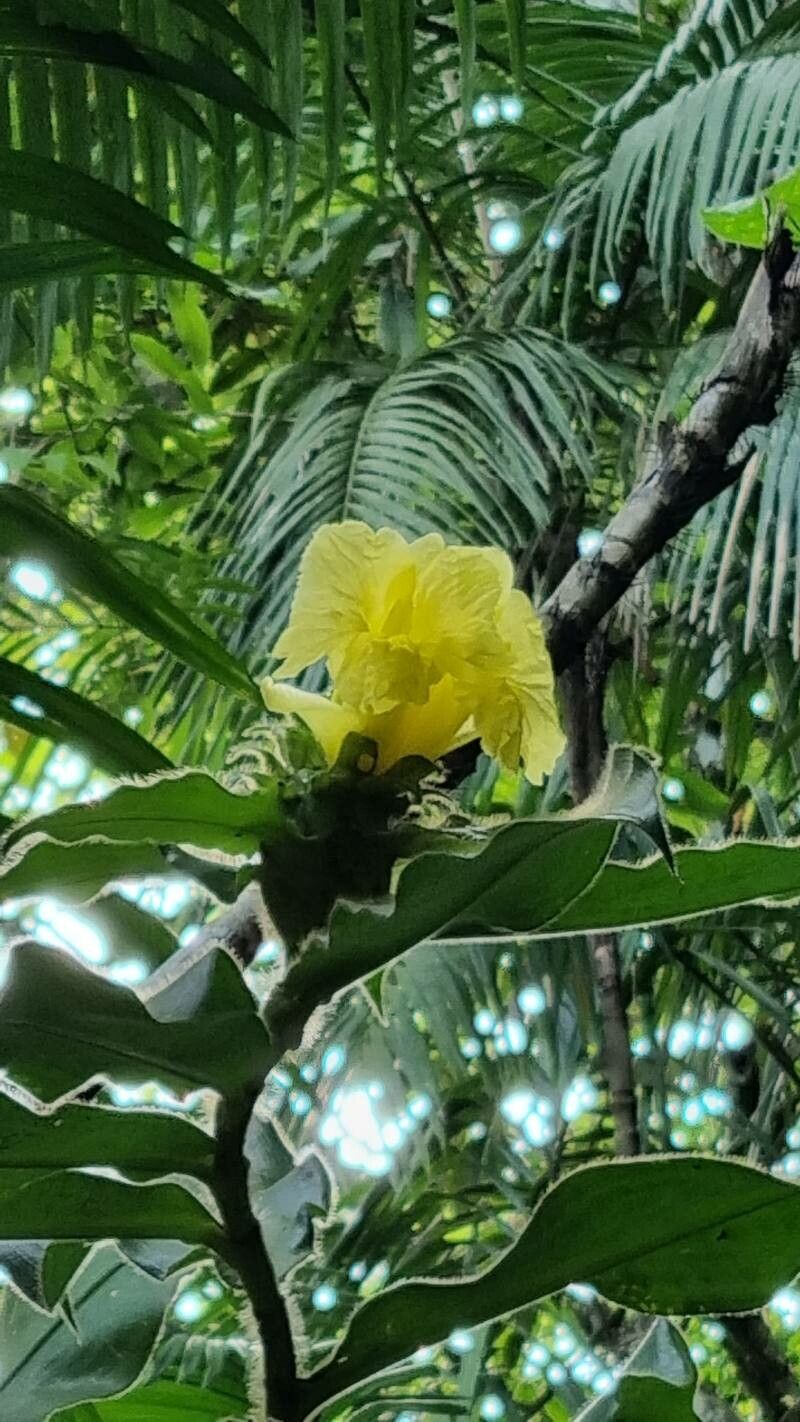 Costus villosissimus — houseplant care guide