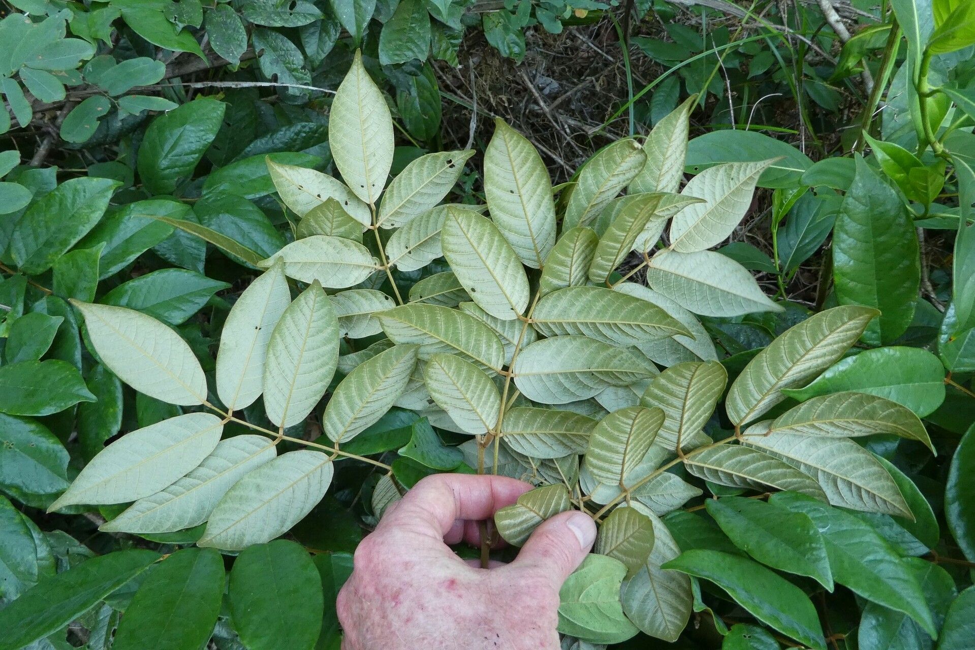 Millettia dinklagei — houseplant care guide