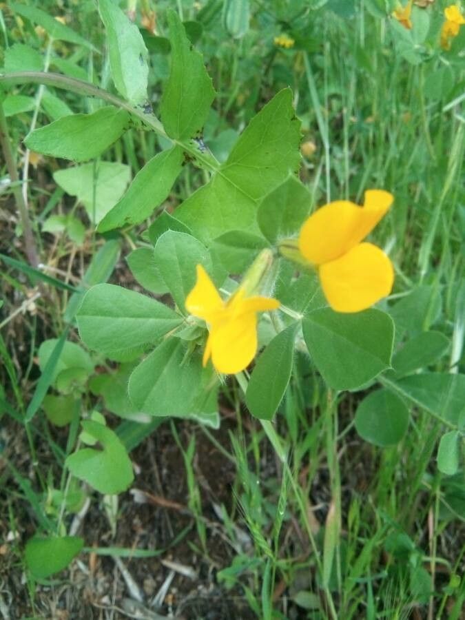 Lotus ornithopodioides flower