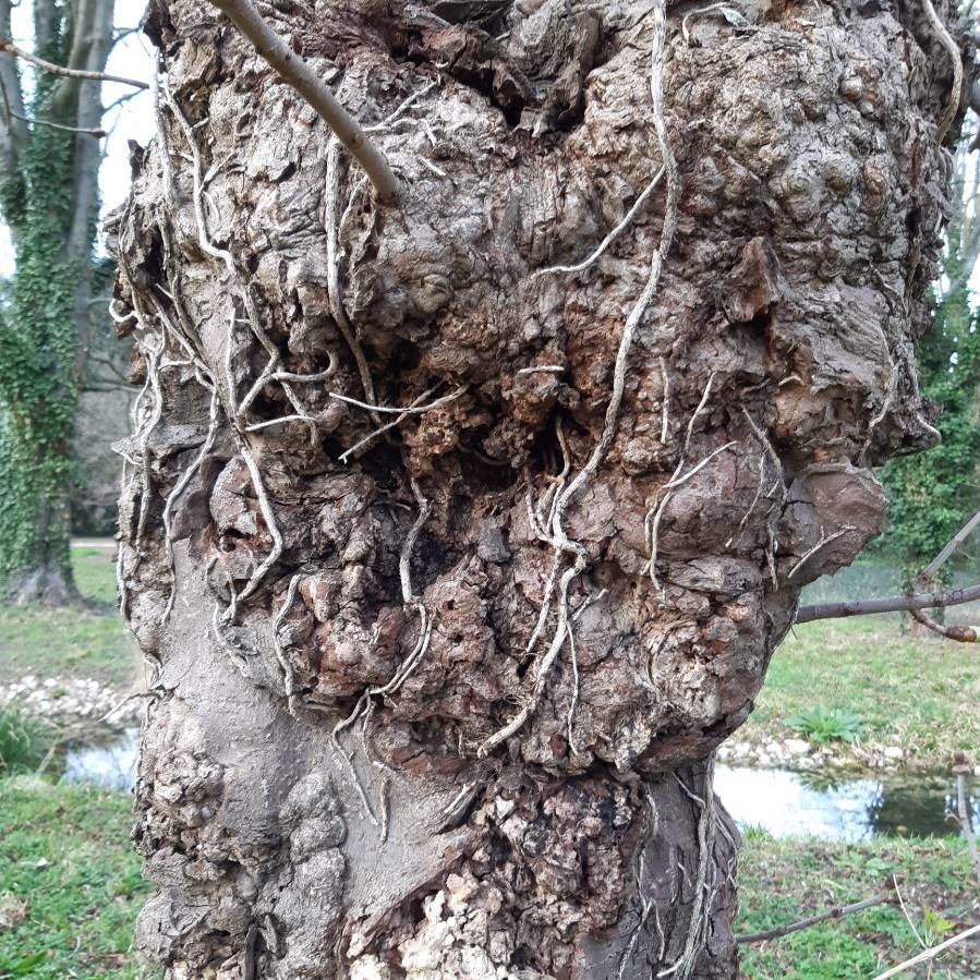 Aesculus × carnea bark