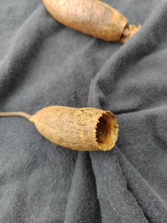 Cariniana estrellensis fruit