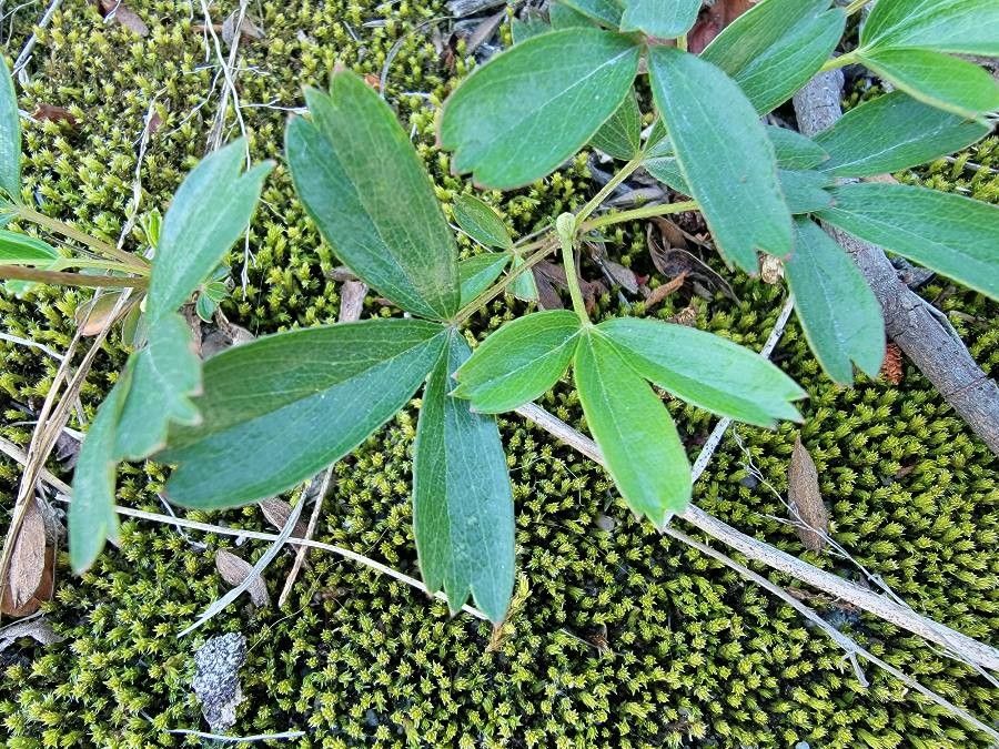 Sibbaldiopsis tridentata — search result for 'Potentilla'